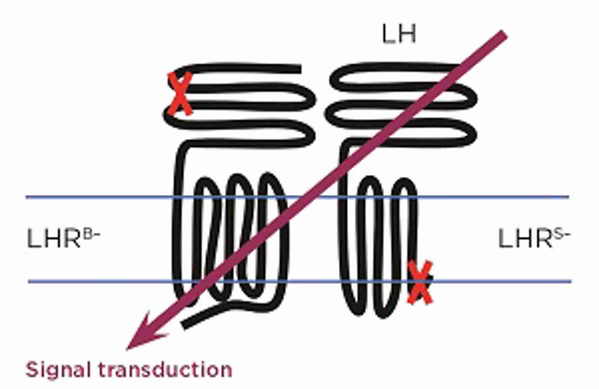 Figure 1. Schematic representation of LHR functional complementation. Co-expression of ligand-binding deficient LHR (LHRB–) and signalling deficient LHR (LHRS–) can restore LHR function via di/oligomerisation. Credit: K.Jonas