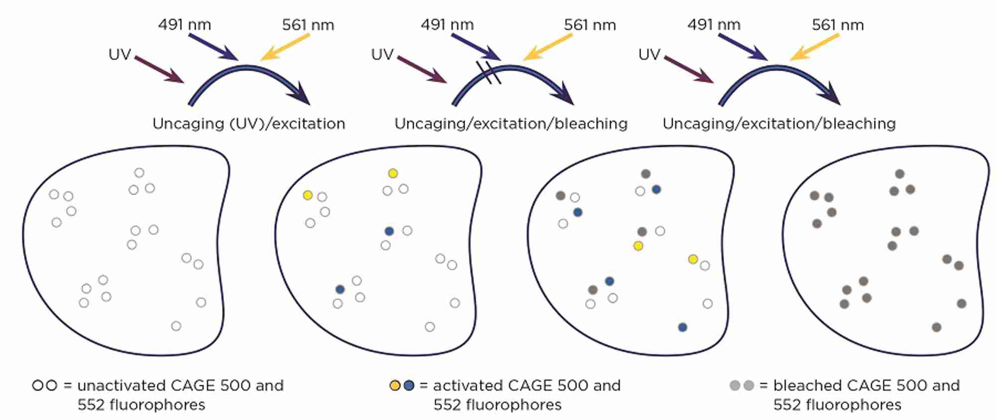Figure 2. The principles of PALM. Fluorophores are activated by UV, and detected and photo-bleached by fluorophore-defined laser wavelengths. Multiple cycles of activation, detection and bleaching are carried out, until all fluorophores are bleached.  Adapted from Journal of Biological Chemistry 290 3875-3892