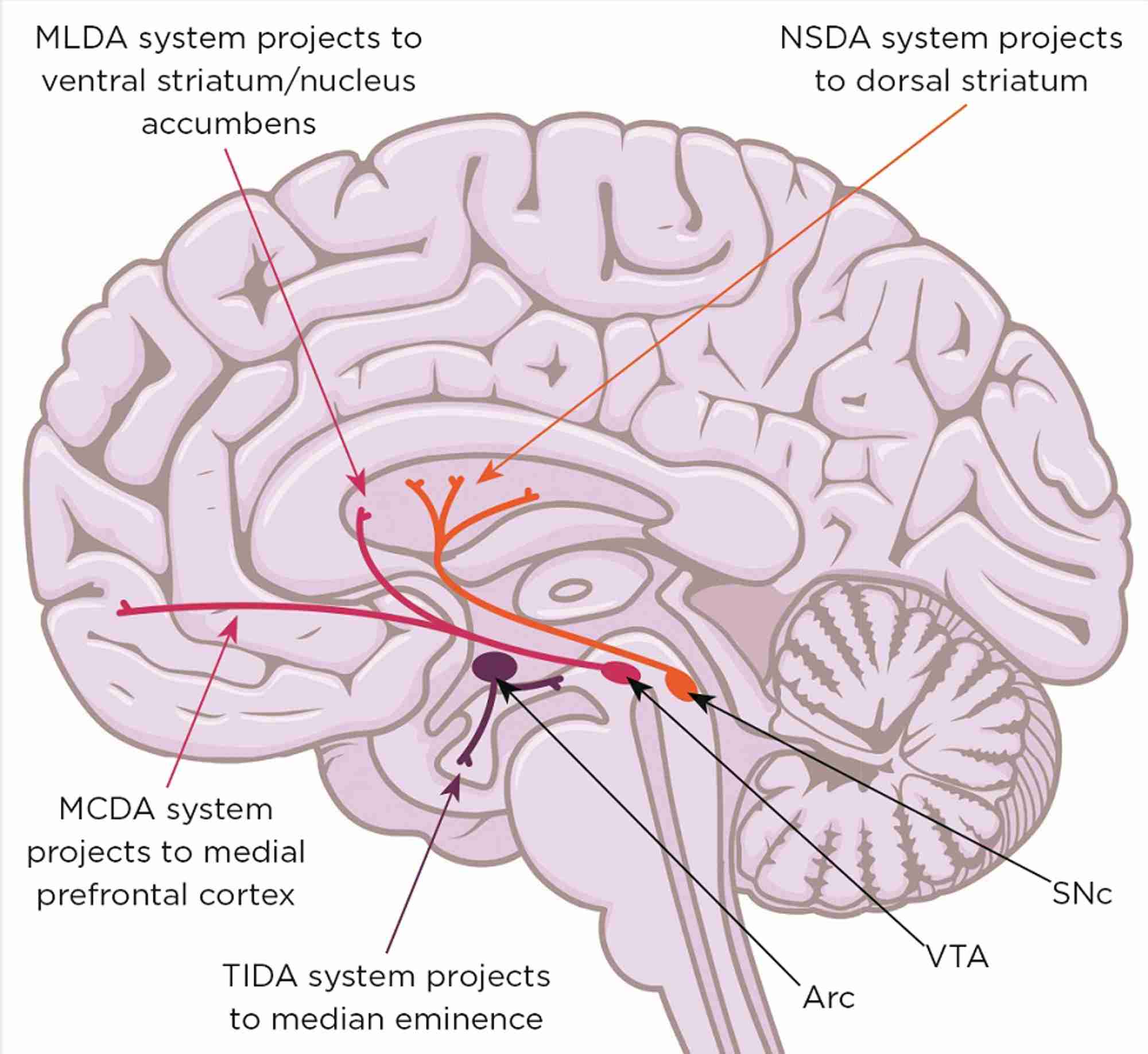 Figure 1. Midbrain dopaminergic systems. Neurones in the substantia nigra pars compacta (SNc) form the nigrostriatal dopaminergic (NSDA) system (involved in sensorimotor regulation) and degenerate in the movement disorder Parkinson’s disease. Neurones in the ventral tegmental area (VTA) form the mesolimbic dopaminergic (MLDA) system (involved in reward and feeding) and the mesocortical dopaminergic (MCDA) system (involved in decision making and working memory); their dysfunction is involved in schizophrenia, attention deficit/hyperactivity disorder, autism spectrum disorders, depression and addiction. Arc, arcuate nucleus; TIDA, tuberofundibular dopaminergic system.  Brain image: Shutterstock