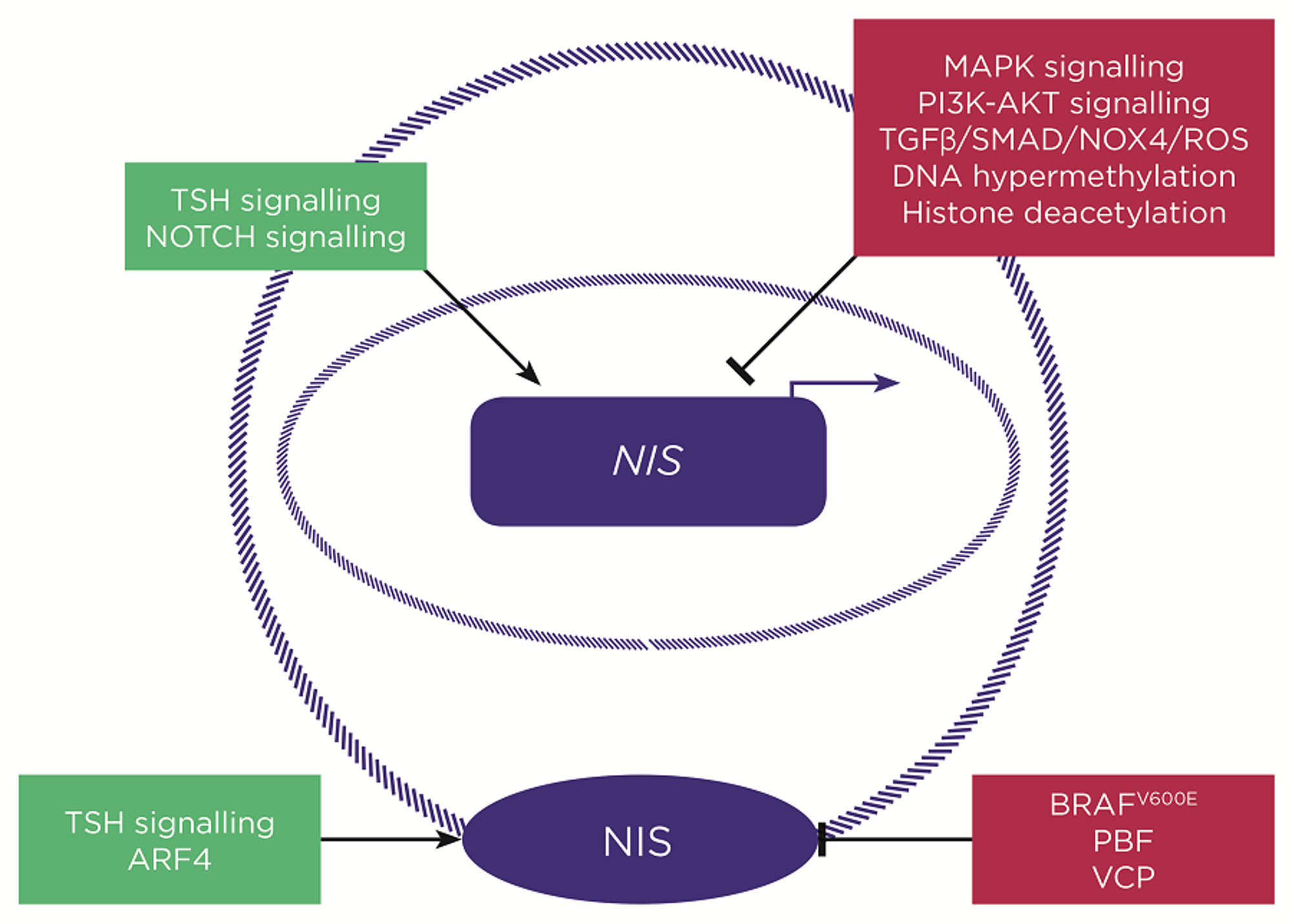 Simplified schematic highlighting some of the key known regulators of NIS gene expression (above) and NIS plasma membrane localisation (below). Green boxes = inducers of NIS expression/function; red boxes = inhibitors of NIS expression/function. &#169;V. Smith