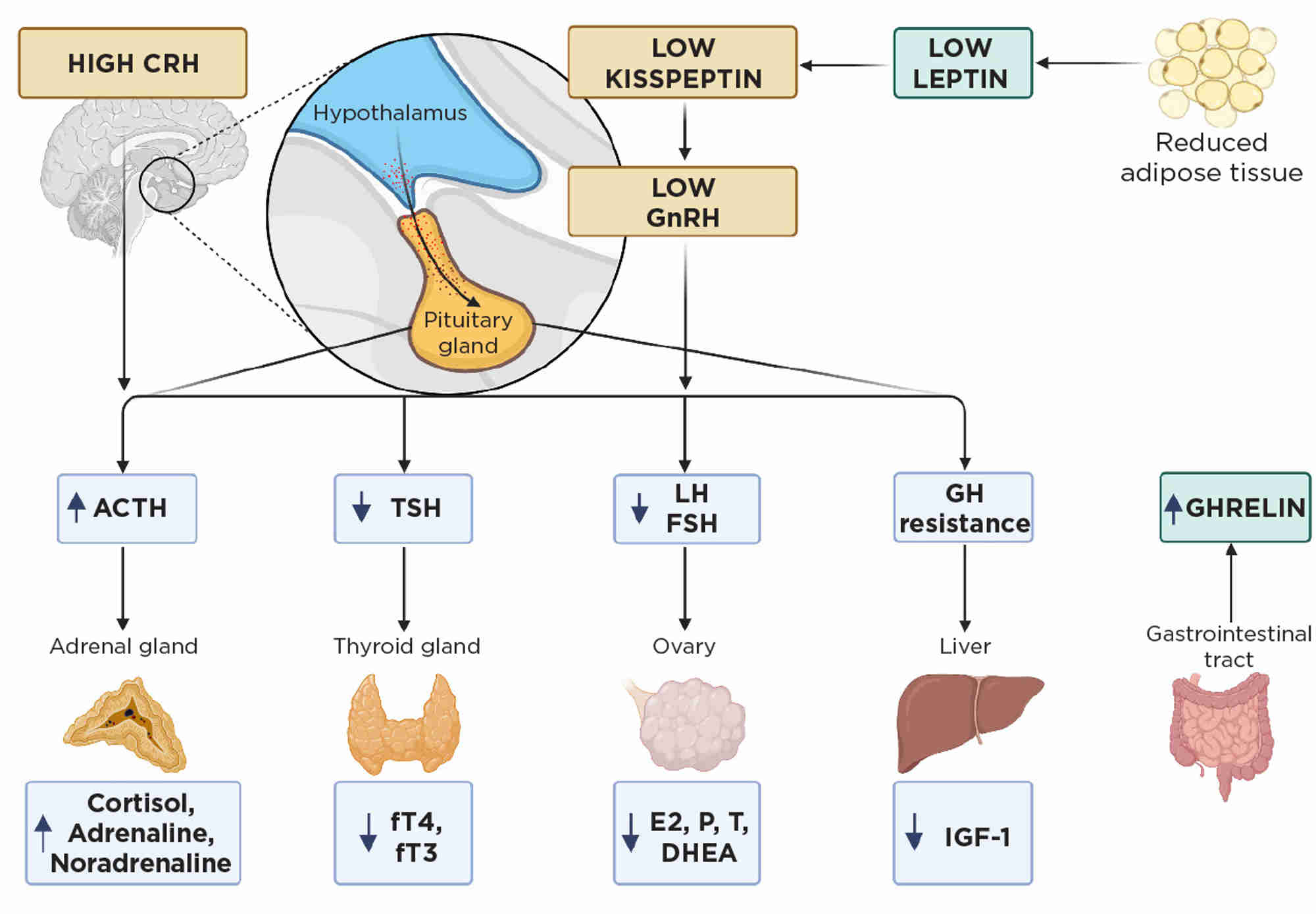 Figure 1. Endocrine imbalance in FHA usually occurs secondary to calorie restriction with low weight in anorexia, excess exercise or high stress. CRH, corticotrophin-releasing hormone; DHEA; dehydroepiandrosterone; E2, oestradiol; FSH, follicle-stimulating hormone; fT3, free tri-iodothyronine; fT4, free thyroxine; GH, growth hormone; GnRH, gonadotrophin-releasing hormone; LH, luteinising hormone; P, progesterone; T, testosterone; TSH, thyrotrophin. Created with BioRender