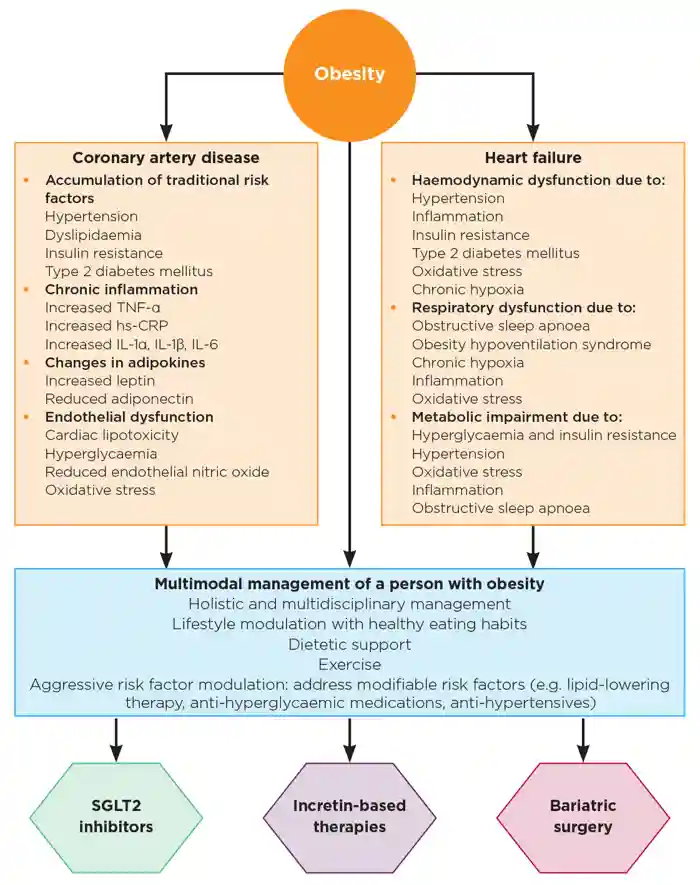 A summary of the key pathogenic mechanisms by which obesity increases the risk of both coronary artery disease and heart failure. Also demonstrated are the key therapeutic considerations for managing a patient with obesity, to prevent adverse cardiovascular conditions in those without established cardiovascular disease and to improve outcomes in those with pre-existing cardiovascular disease. hs-CRP, high-sensitivity C-reactive protein; TNF-α, tumour necrosis factor-α.