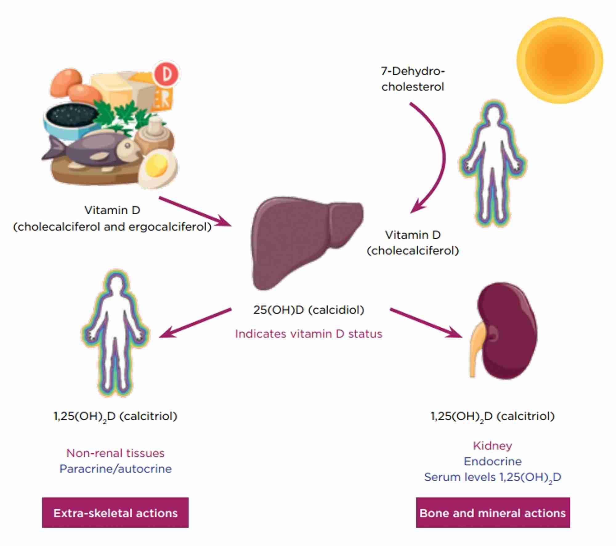 Vitamin D is obtained from the diet or synthesised in the skin by the conversion of 7-dehydrocholesterol, a reaction mediated by UV light (290–320nm). Hydroxylation of vitamin D in the liver produces 25-hydroxyvitamin D (25(OH)D; calcidiol). A further hydroxylation step, catalysed by 25(OH)D 1α-hydroxylase, produces the active hormone 1,25-dihydroxyvitamin D (1,25(OH)2D; calcitriol). Liver/kidneys &#169;Servier Medical Art; Person &#169;Clipart.co; Vitamin D &#169;Shutterstock