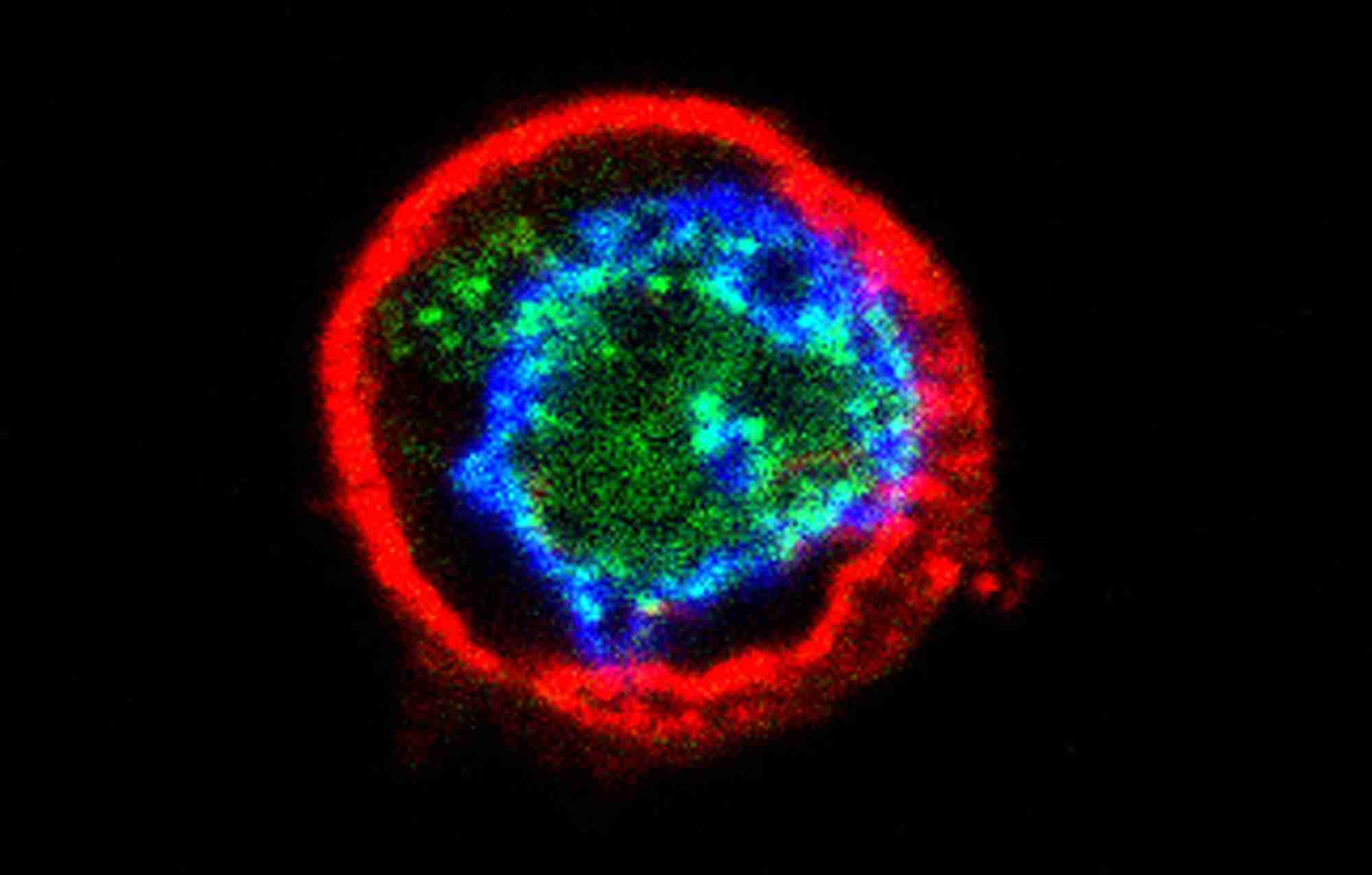 Images in endocrinology small.jpg