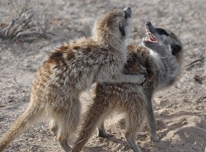 p4-meerkats-small.jpg