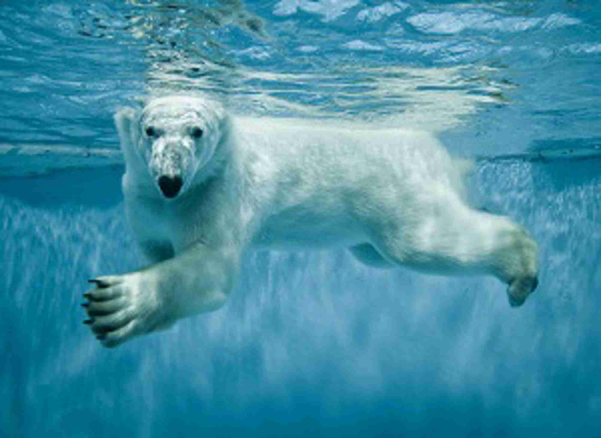 Polar bear. Credit: Shutterstock