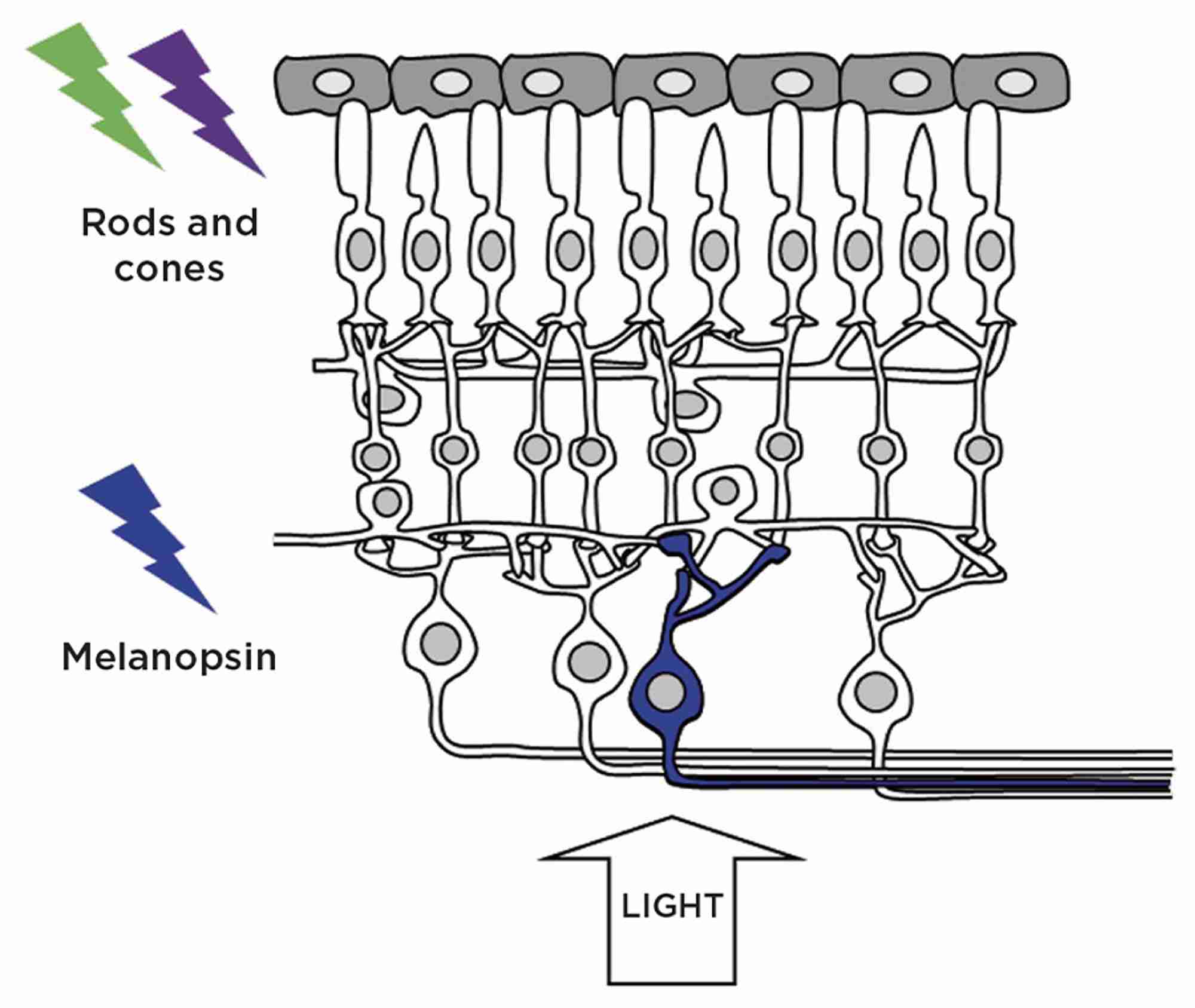 Figure 1. Retinal photoreceptors: in addition to the rod and cone photoreceptors which mediate vision, a subset of photosensitive retinal ganglion cells (pRGCs) express the photopigment melanopsin and are critically important in the regulation of a wide range of non-imageforming responses to light. Credit: S.Peirson
