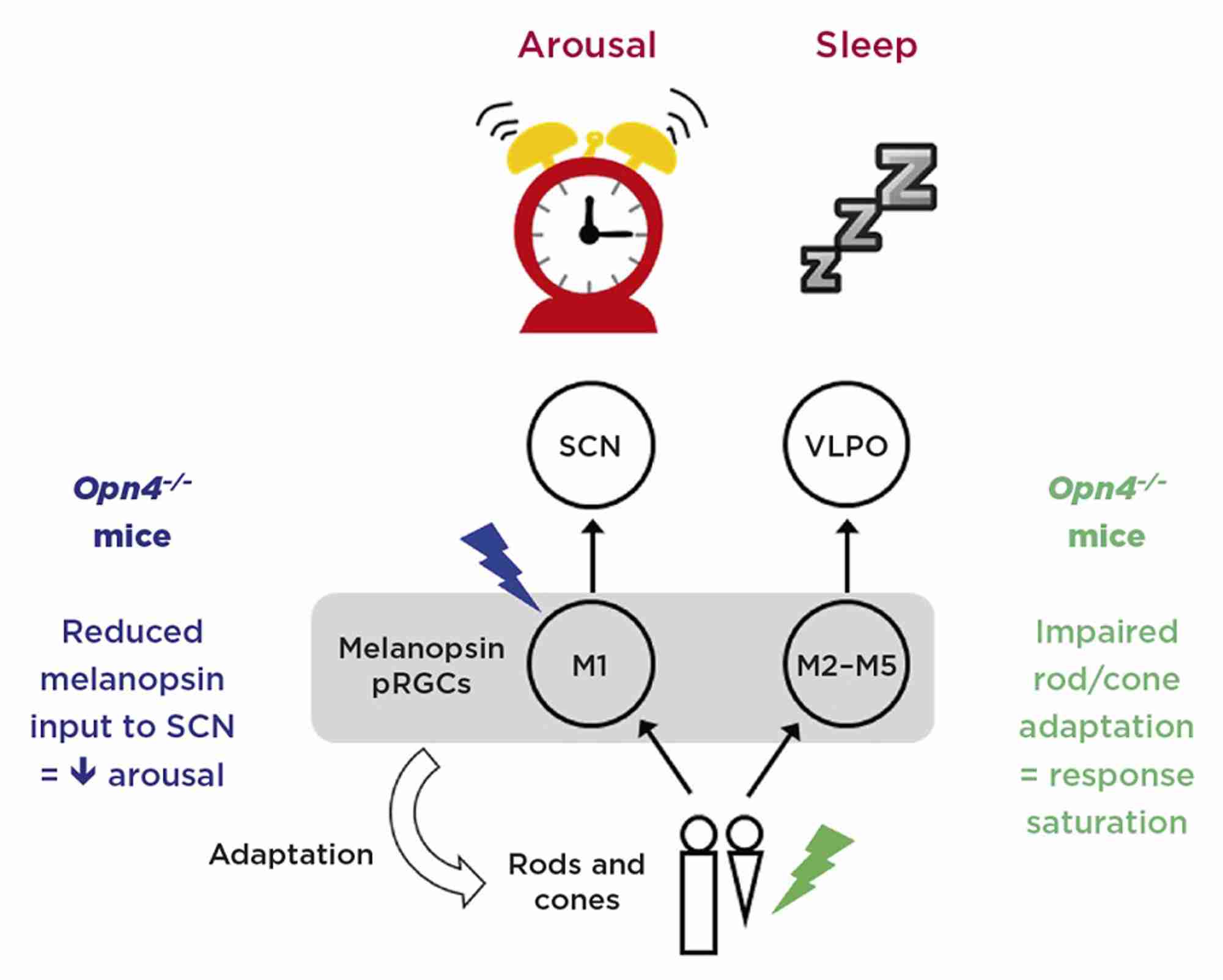Figure 2. Model illustrating the opposing eff ects of light on sleep and arousal. M1 photosensitive retinal ganglion cells (pRGCs) express high levels of melanopsin and respond maximally to blue light. These cells project directly to the suprachiasmatic nucleus (SCN) and promote arousal via SCN inputs to the sympathetic nervous system. By contrast, M2–M5 cells are more dependent upon rod and cone input, and are thus more sensitive to green light. These cells project to the sleep switch in the ventrolateral preoptic area (VLPO). Mice lacking melanopsin (Opn4–/–) show impaired arousal responses to blue light. Furthermore, as melanopsin contributes to light adaptation of rods and cones, mice lacking melanopsin also show impaired responses to green light due to response saturation. Credit: S.Peirson
