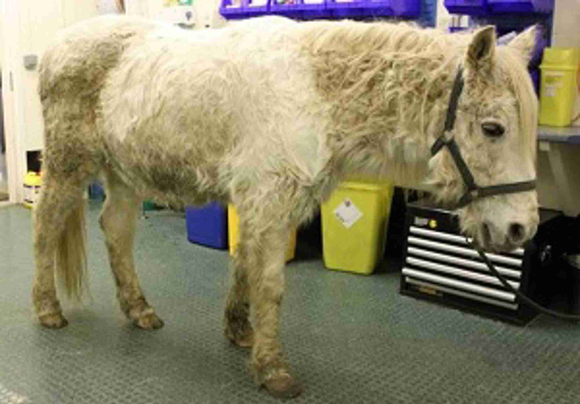 Pony with hypertrichosis. Image credit: Edd Knowles