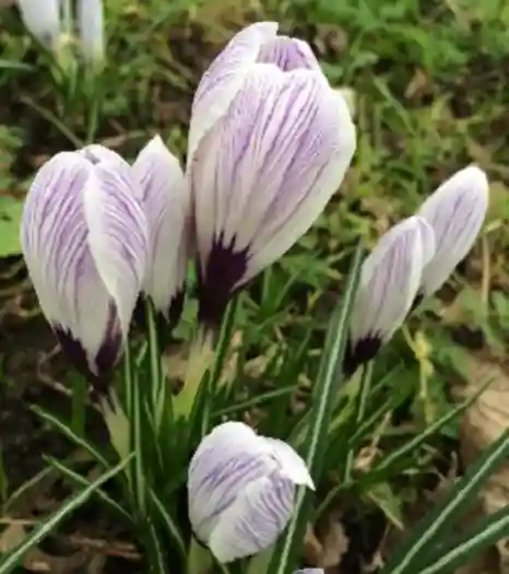 P2 Crocus website.jpg