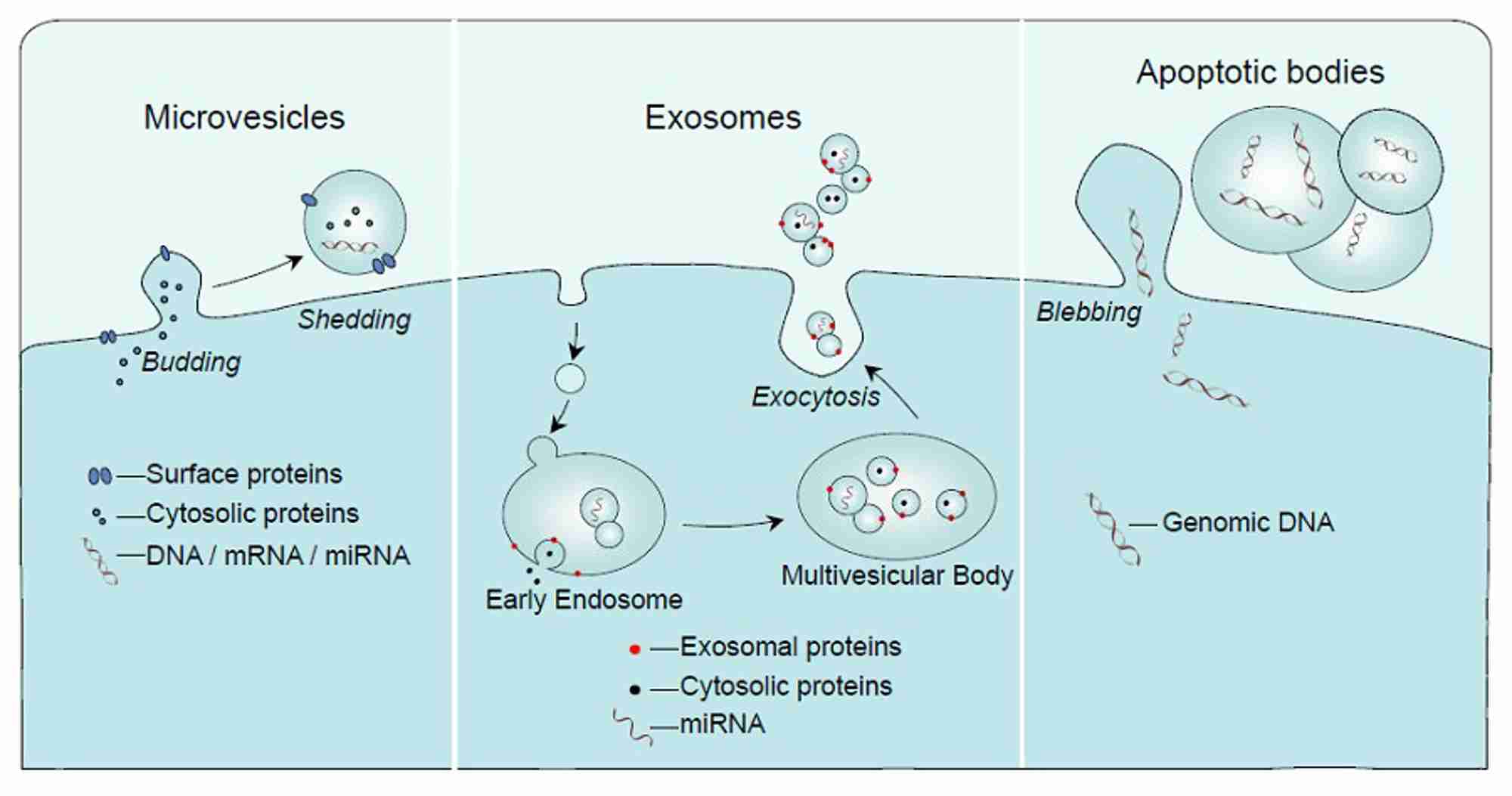 How do I ... measure extracellular vesicles in my samples? | Society ...