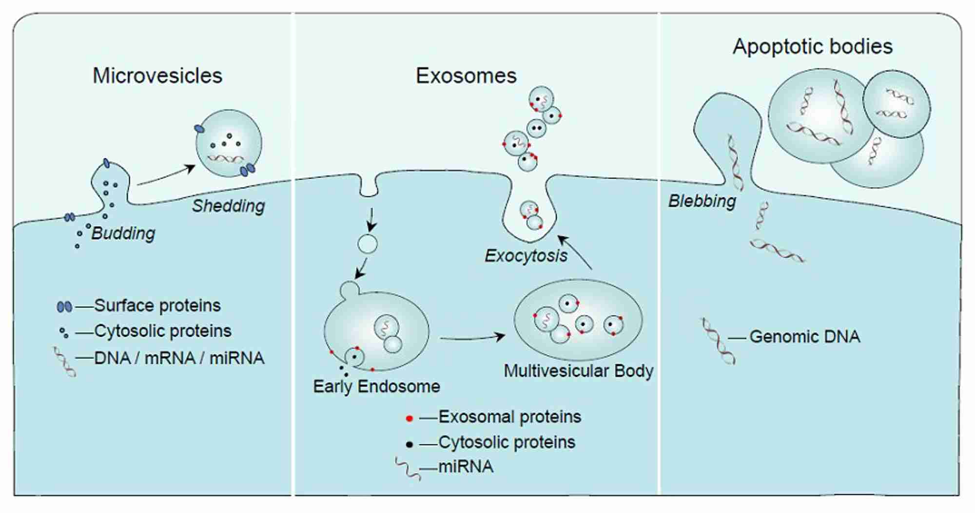 Schematic representation of the mechanisms of formation of microvesicles, exosomes and apoptotic bodies. Reproduced with permission from Journal of Endocrinology 228 R57-R71