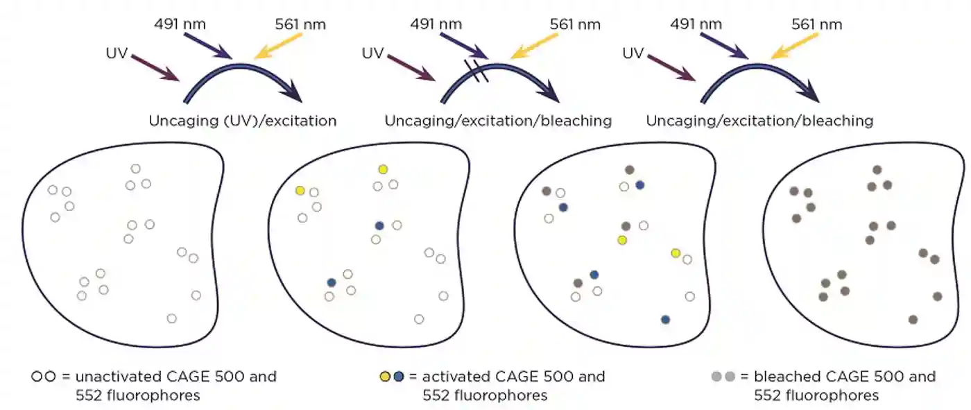 Figure 2. The principles of PALM. Fluorophores are activated by UV, and detected and photo-bleached by fluorophore-defined laser wavelengths. Multiple cycles of activation, detection and bleaching are carried out, until all fluorophores are bleached.  Adapted from Journal of Biological Chemistry 290 3875-3892
