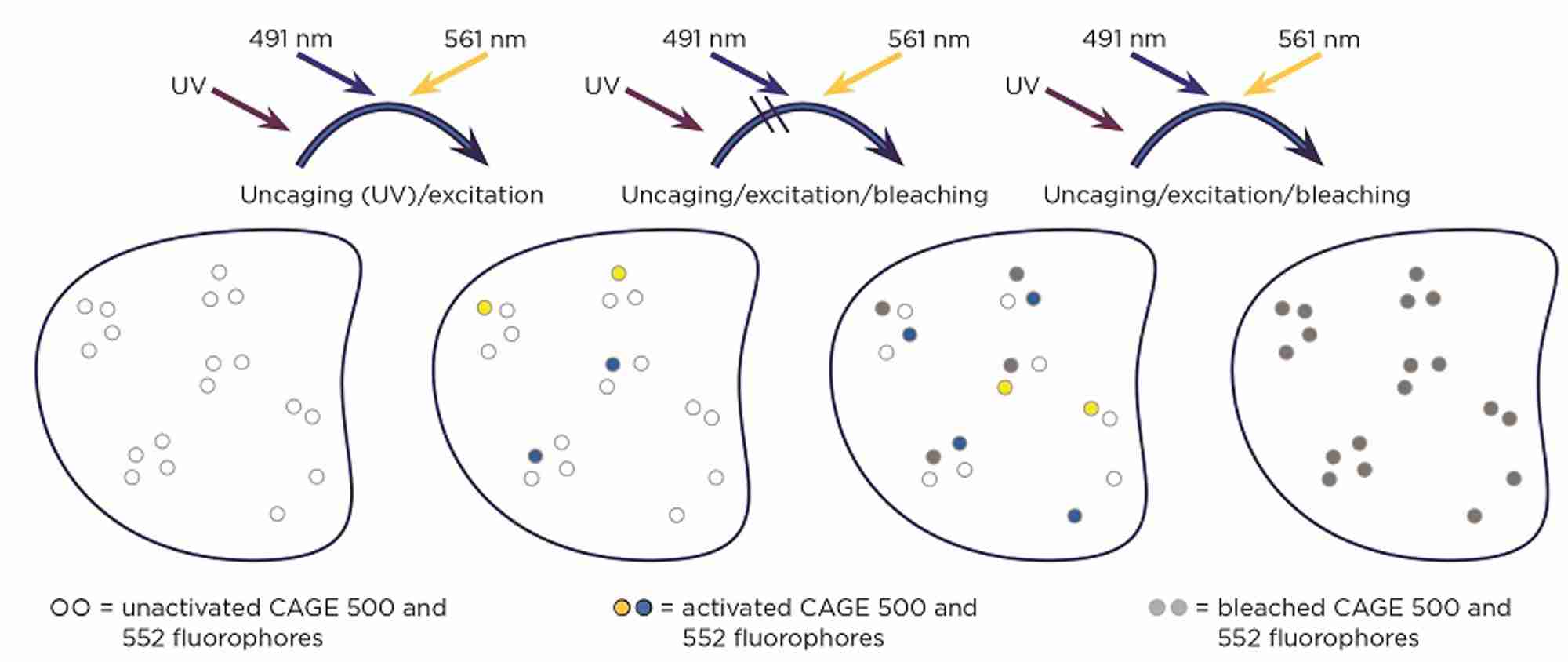 How do I apply super resolution fluorescent microscopy to