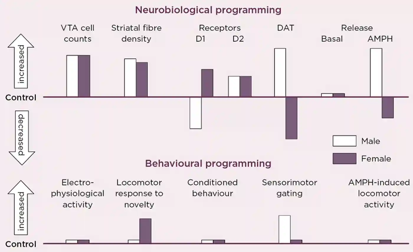 Figure 2. Schematic summary of the directional change in neurobiological and behavioural indicators of VTA dopaminergic activity in adult male and female rats after antenatal glucocorticoid treatment (AGT). Male and female rats exposed to AGT (dexamethasone, 0.5 &#181;g/ml, in drinking water on gestational days 16-19) and controls (dams received normal drinking water) were tested in adulthood. Neurobiological programming (A): The numbers of dopaminergic neurone cell bodies in the VTA and the density of their terminal fibres in the nucleus accumbens (NAc) core and shell regions of the striatum were assessed after immunostaining for tyrosine hydroxylase. Expression levels of dopaminergic receptors (D1, D2) and the dopamine transporter (DAT) in the NAc core and shell were assessed using autoradiography. Basal and amphetamine-stimulated DA efflux was measured using in vivo microdialysis. Behavioral programming (B): Electrophysiological measurements in vivo included extracellular recordings from individual putative DA neurons in the VTA of adult male rats and assessments of spike width, firing rate, inter-spike intervals and percentage of action potentials in spike bursts. Tests of conditioned behavior involved Pavlovian learning in response to appetitive cues predictive of food (autoshaping) and cocaine self-administration using a fixed schedule of reinforcement with ascending doses of cocaine. Sensorimotor gating was tested by analyzing efficacy of a weak sensory stimulus to inhibit a reflexive motor response to a subsequent intense sensory event (pre-pulse inhibition of acoustic startle). Locomotor activity induced by intra-peritoneal injections of amphetamine (0, 0.2, 0.4, 0.8 and 1.2 mg/Kg) was recorded using photocell chambers. For full details see Virdee et al 2014 Neuropsychopharmacology 39 339-350.