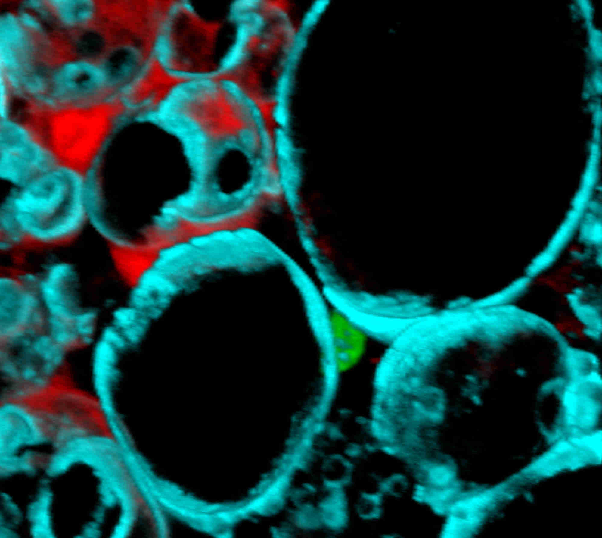 3D rendering of a 100-&#181;m thick section of murine adipose tissue in the kidney. Immunoﬂuorescent staining for the lipid droplet protein perilipin is in cyan. A lineage tracing Cre-induced tdTomato ﬂuorescent protein labels a subset of adipocytes red. In the centre, the nucleus of a resident adipose stem cell is labelled green. &#169;J. Rochford