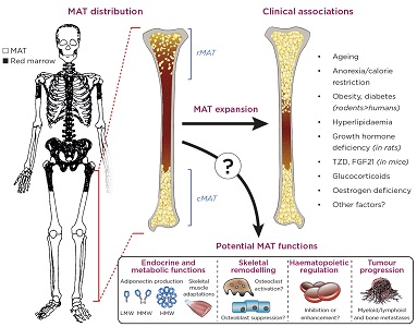 Why are our bones full of fat? The secrets of bone marrow ...