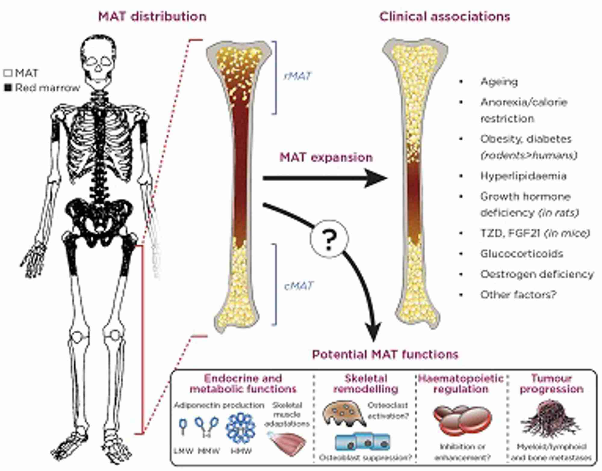 Why are our bones full of fat? The secrets of bone marrow adipose tissue