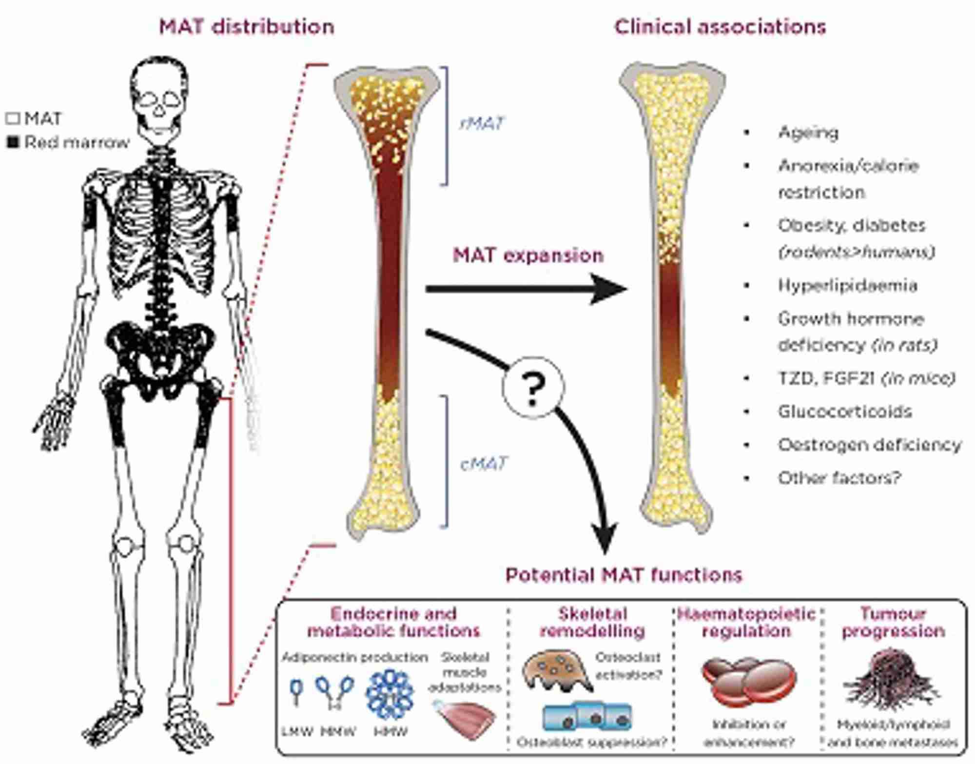 Why are our bones full of fat? The secrets of bone marrow adipose