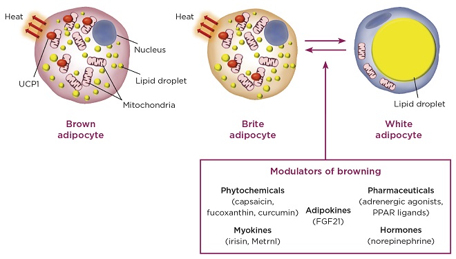  de tre forskjellige typer fettceller og eksempler på agenter som 'brune' hvite adipocytter (FGF21, fibroblast vekstfaktor-21; PPAR, peroksisomproliferatoraktivert reseptor). ©M. Christian