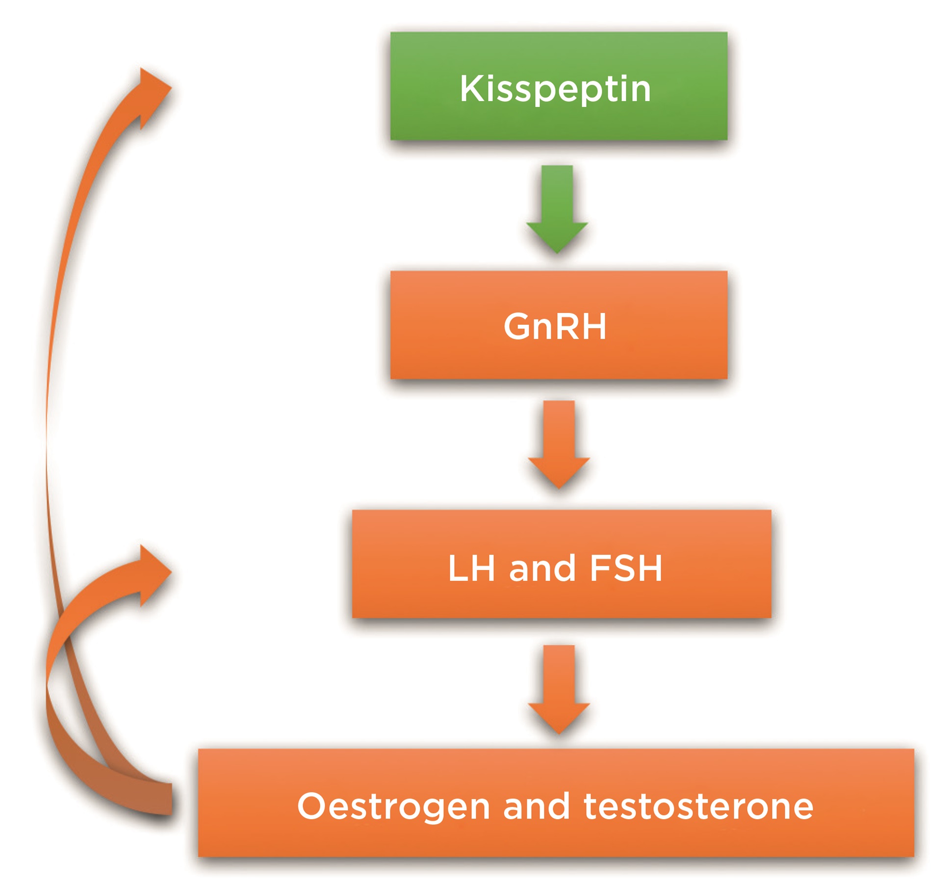 Figure 3. Kisspeptin sits at the apex of the reproductive axis (GnRH, gonadotrophin-releasing hormone; LH, luteinising hormone; FSH, folliclestimulating hormone). &#169;A Comninos and W S Dhillo