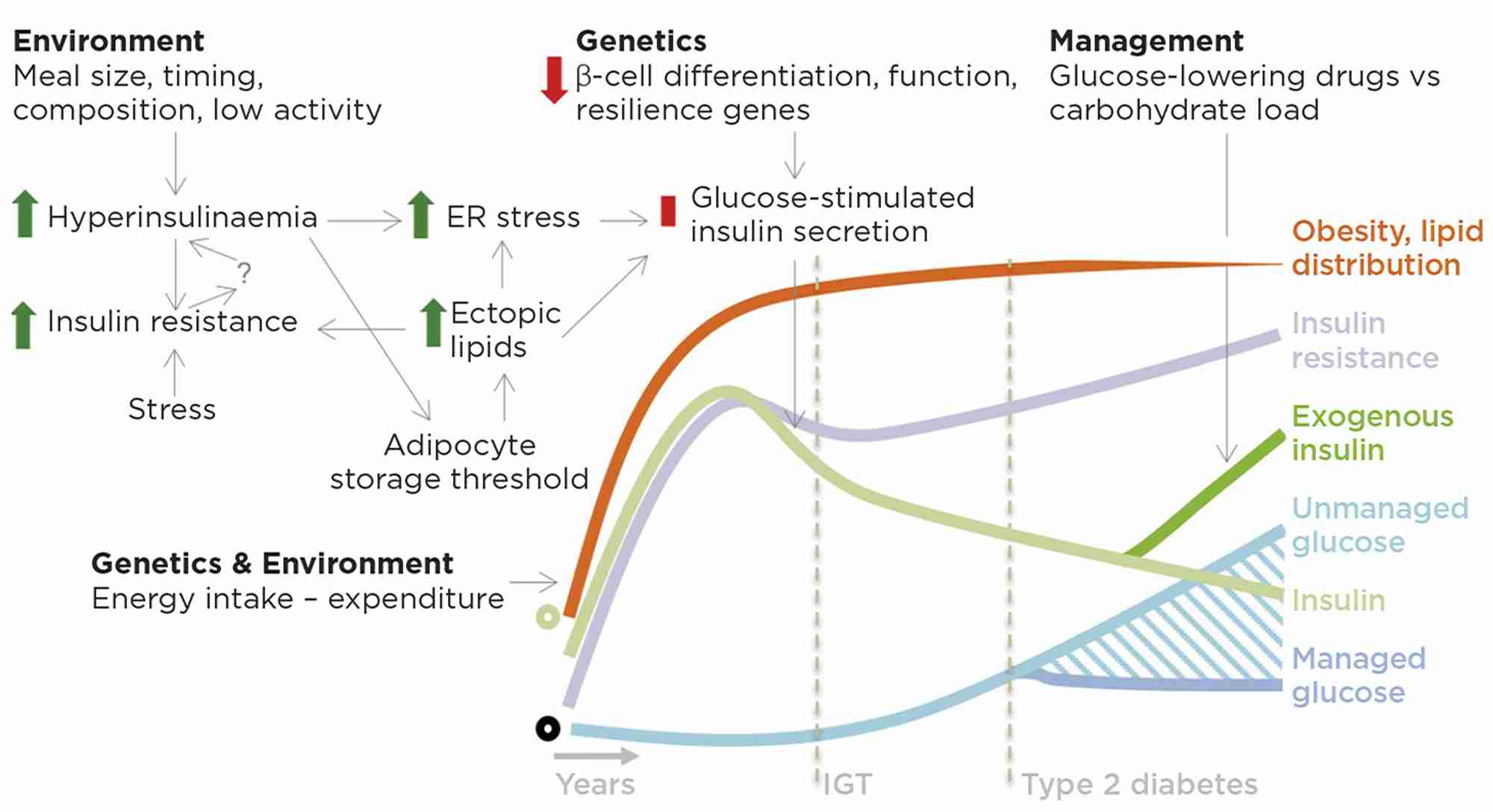 Figure 1. Roles for insulin in insulin resistance, obesity and type 2 diabetes. On a background of genetic and environmental factors that increase food intake, we propose that meal size, timing and macronutrient composition stimulate excess insulin production/secretion in fasting and fed states. Hyperinsulinaemia may contribute to insulin resistance through receptor and post-receptor desensitisation, possibly further promoting hyperinsulinaemia via unknown mechanisms. Hyperinsulinaemia drives lipid storage in adipocytes, which eventually leads to adipocyte dysfunction and lipid spillover into other tissues. Ectopic lipids are deposited in many tissues including the pancreas where, together with the increased insulin demand, they produce endoplasmic reticulum (ER) stress and metabolic dysfunction, resulting in impaired glucose-stimulated insulin secretion. Impaired insulin secretion in response to glucose begets impaired glucose tolerance (IGT) and eventually type 2 diabetes. The late stages of type 2 diabetes are associated with more severe changes in β-cell differentiation state and cell death. Type 2 diabetes management is a balance between glucose-lowering drugs, including insulin, and glucose load, which can be modified by diet. Green circle denotes normal insulin; black circle represents the norm for other features. &#169; J D Johnson &amp; J A Kushner