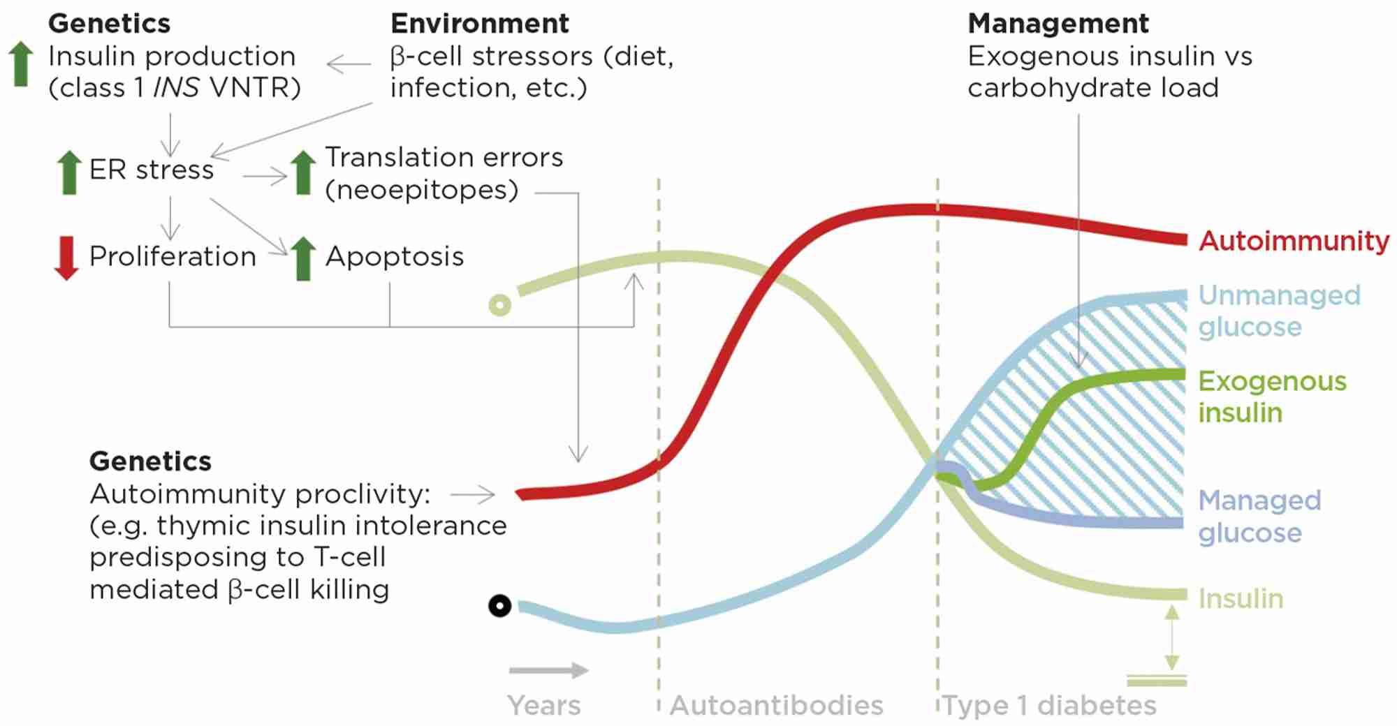 Figure 2. Potential role of insulin in autoimmunity and type 1 diabetes. On a background of genetic autoimmunity susceptibility, increased insulin production driven in part by at-risk VNTR (variable number tandem repeat) alleles and, we speculate, in part by diet leads to a cell autonomous stress on β-cell insulin production capacity that increases the chances of errors and decreases β-cell proliferation in a critical window for the development of thymic tolerance and insulin secretion capacity respectively. Type 1 diabetes management should consider carbohydrate load, exogenous insulin and residual endogenous insulin (indicated by double-headed arrow to double line, bottom right). ER, endoplasmic reticulum; green circle denotes normal insulin; black circle represents the norm for other features. &#169; J D Johnson &amp; J A Kushner