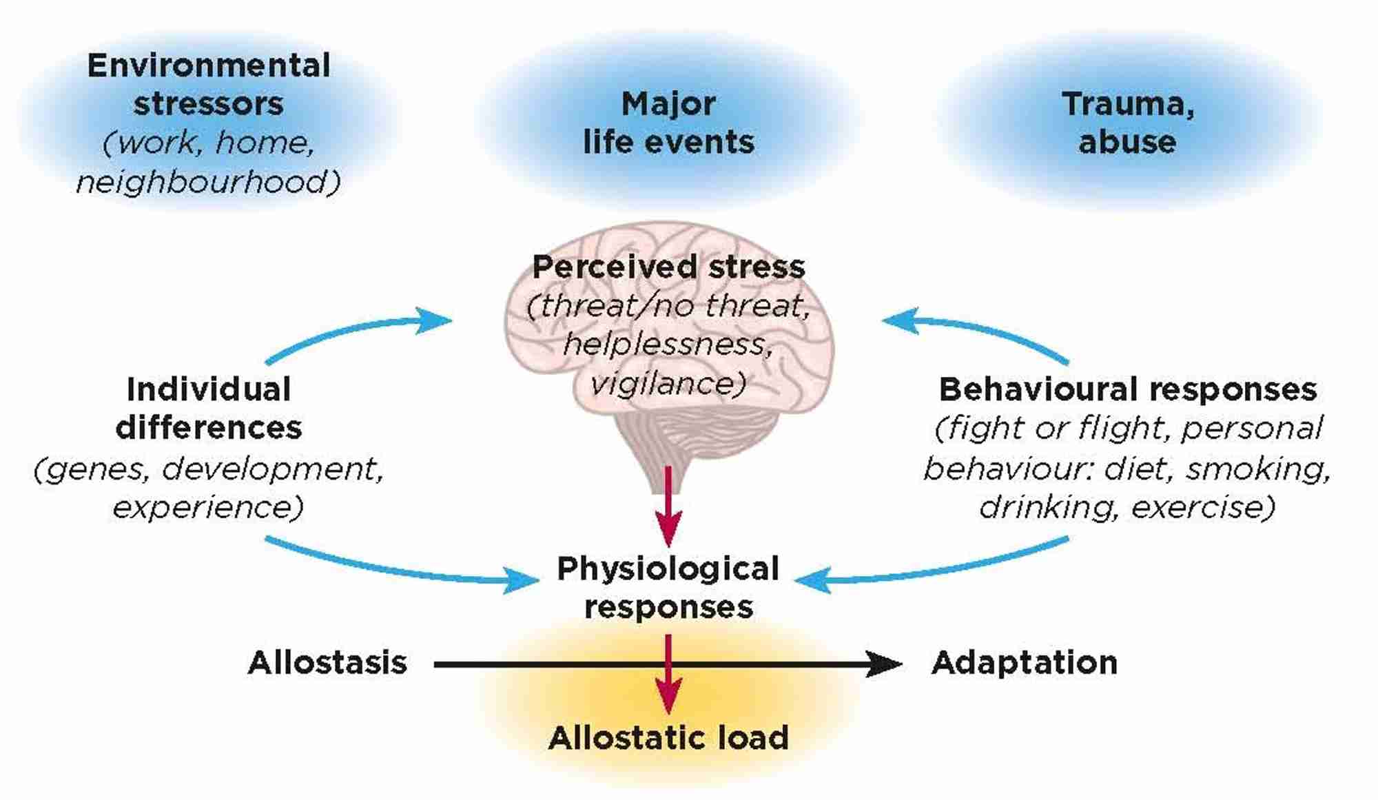 Figure 1. The brain is the central organ that perceives and responds to events that are potential threats and directs both physiological and behavioural responses. Hormones play a key role and signal back to the brain to affect behaviour and brain architecture. &#169;McEwen BS 1998 New England Journal of Medicine 338 171–179; Brain &#169;Shutterstock