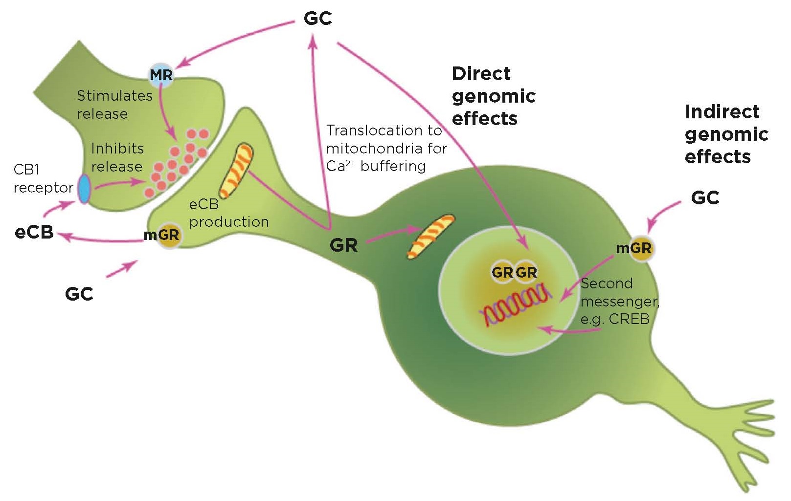 Figure 2. Glucocorticoids (GC) have multiple roles and mechanisms of action besides direct and indirect genomic regulation. These include mediating direct release of the neurotransmitter glutamate, activation of endocannabinoid (eCB) secretion that feeds back on presynaptic glutamate and GABA (γ-aminobutyric acid) release, and actions on mitochondria. &#169;BS McEwen