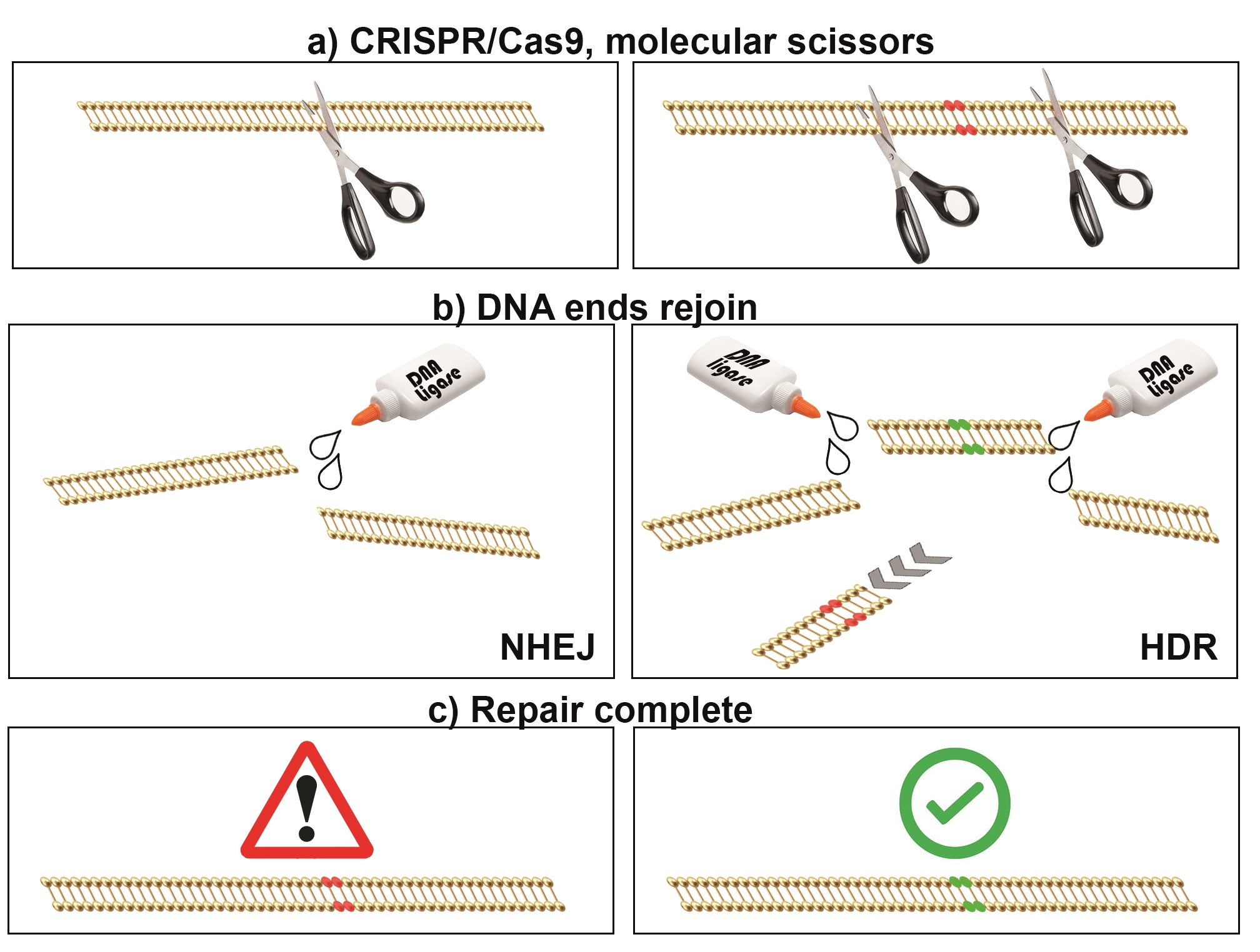 A simplified schematic of CRISPR/Cas9-directed genome editing. (a) CRISPR/Cas9 complex is used to target genomic DNA breaks, like ‘tiny molecular scissors’. (b) DNA breaks can be repaired by either nonhomologous end joining (NHEJ, left) or homology-directed repair (HDR, right). (c) NHEJ is error prone, resulting in mutations in targeted genes, permitting gene function experiments. HDR can be used to replace genetic information, mimicking or correcting pathogenic sequences (e.g. for disease model