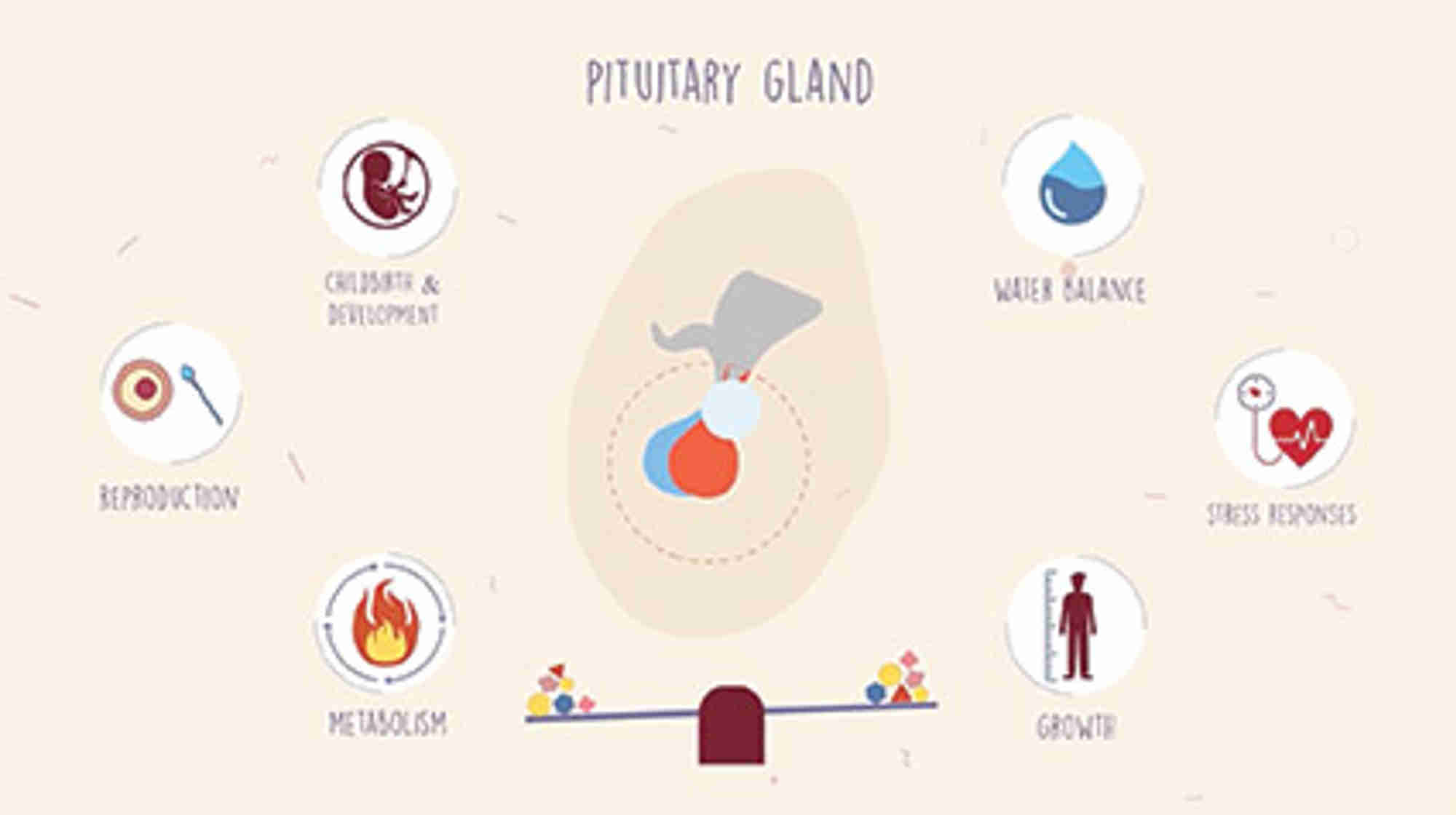 Pituitary Gland Video