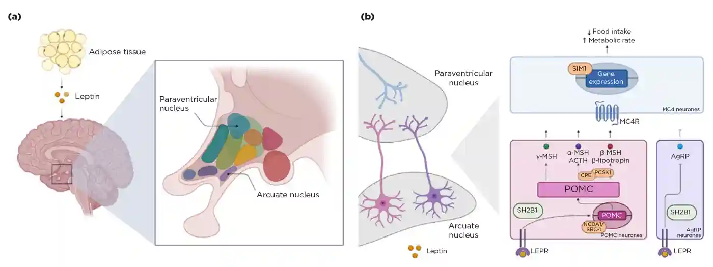 The hypothalamic leptin–melanocortin pathway. (a) Leptin and the hypothalamic nuclei. Leptin is produced by adipose tissue and acts on hypothalamic nuclei, such as the arcuate nucleus.1 (b) A simplified summary of the leptin–melanocortin pathway.10 ACTH, adrenocorticotrophin; LEPR, leptin receptor; MC4R, melanocortin 4 receptor; MSH, melanocyte-stimulating hormone. Created with BioRender.com.