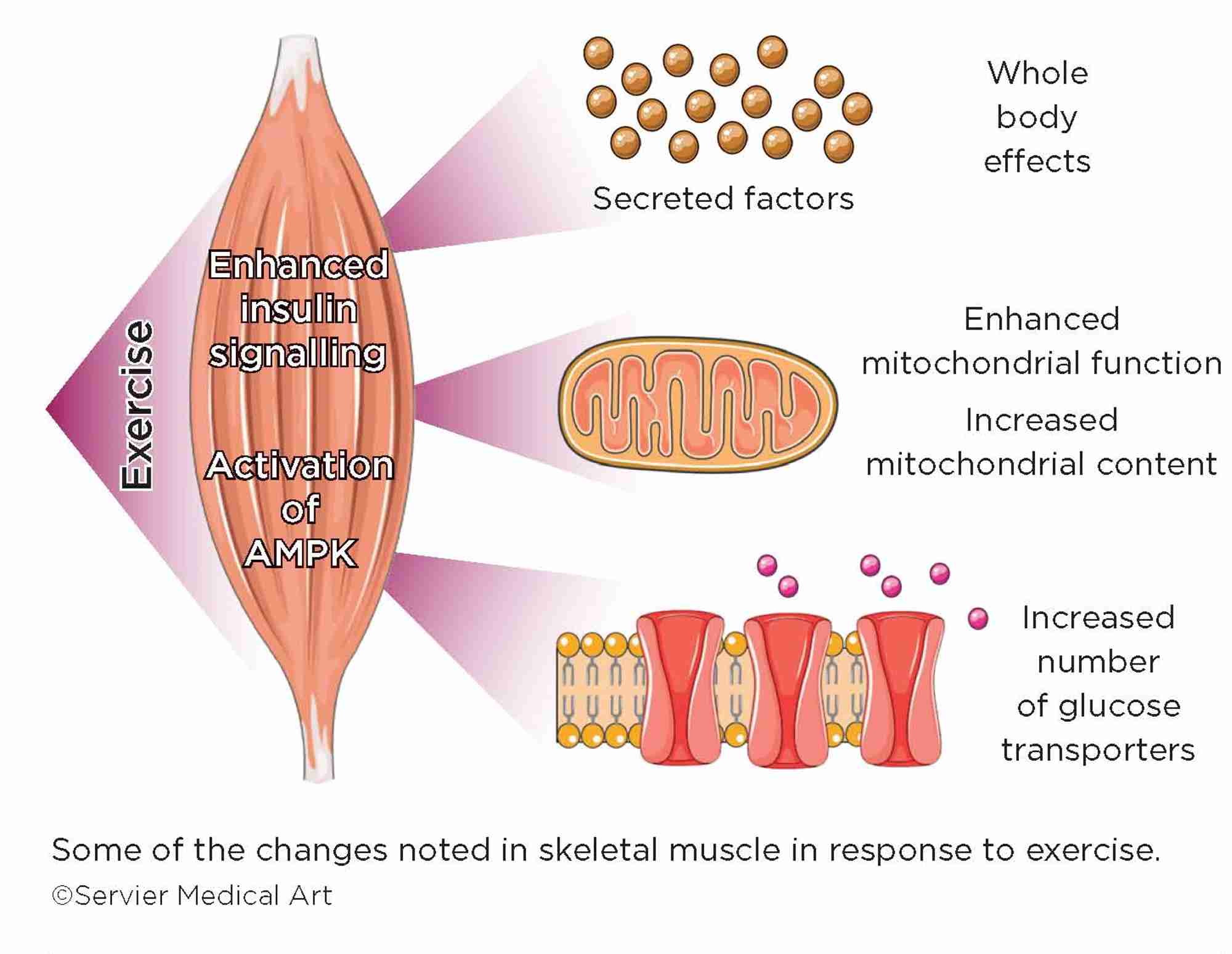 Moving muscle molecules the beneficial effects of exercise in skeletal