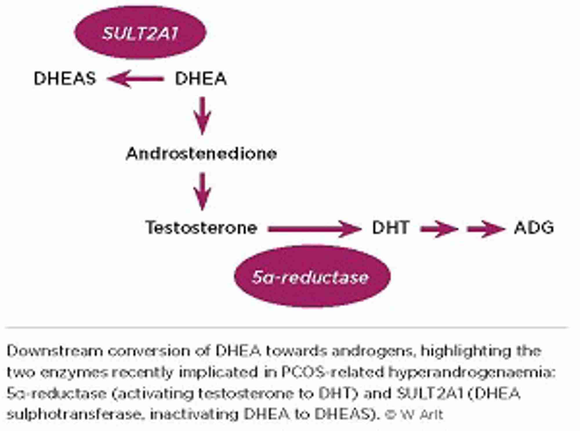 Beyond the ovary steroids and PCOS Society for Endocrinology