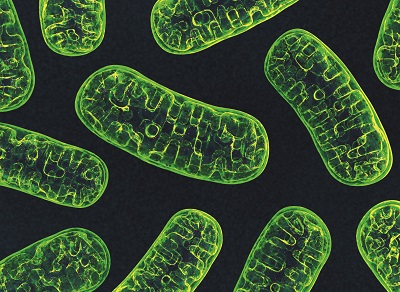p4-5 mitochondria.jpg