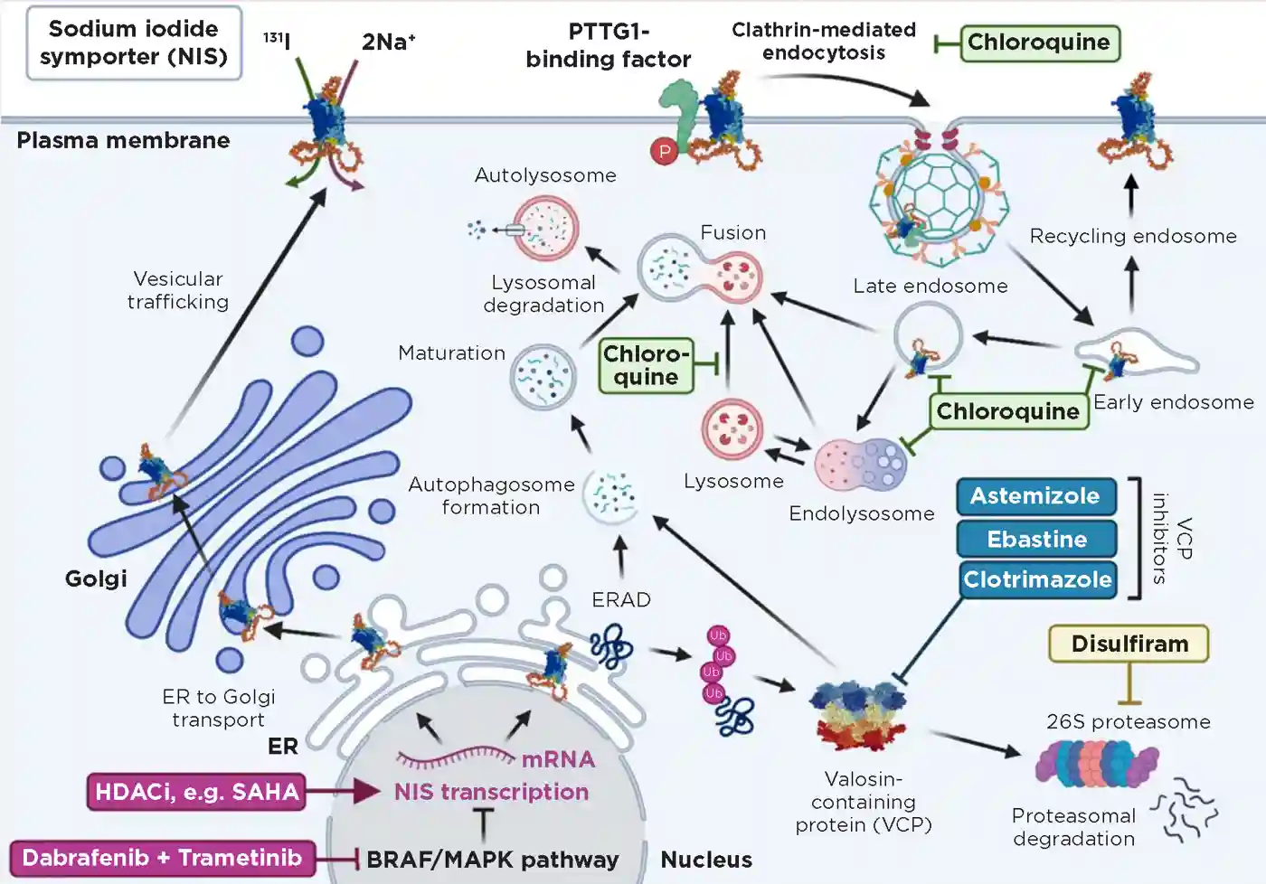 Figure 2. Targetable processes to enhance NIS function and radioiodide therapy. Valosin-containing protein is a critical component of ubiquitin–proteasome and autophagy–lysosome pathways. Chloroquine inhibits fusion of autophagosomes and lysosomes, endolysosomal degradation and endocytosis. Histone deacetylase inhibitors (HDACi; e.g. SAHA) promote NIS transcription. Disulfiram inhibits proteasomal degradation. ER, endoplasmic reticulum; ERAD, endoplasmic reticulum-associated degradation. Credit in footnote.
