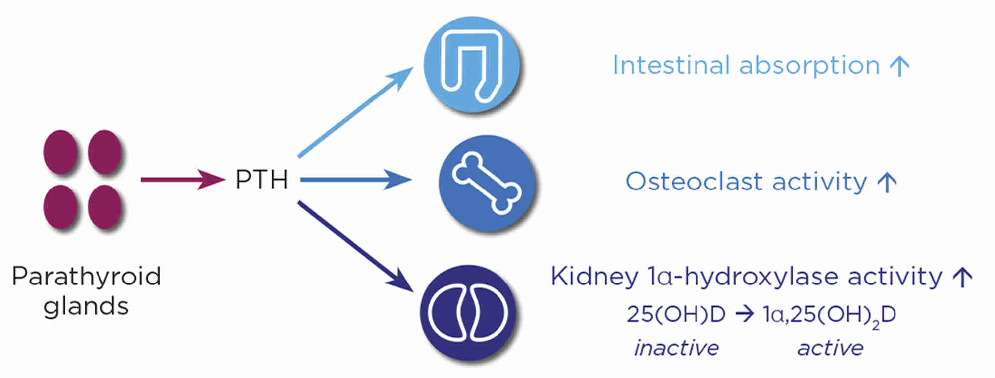 Figure 2. PTH secreted from the parathyroid glands stimulates 1α-hydroxylase in the kidneys to activate 25-hydroxylated vitamin D to 1α,25-dihydroxylated vitamin D.