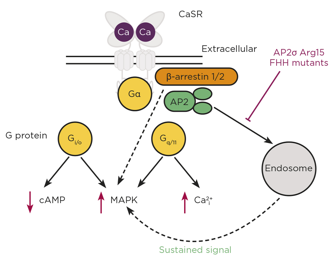 The CaSR can activate G protein-signalling pathways downstream of the G proteins Gi/o and Gq/11, leading to cAMP reductions, and increases in calcium mobilisation and MAPK signalling. Mutations in the CaSR, Gα11 and AP2σ proteins cause disorders of calcium homeostasis. CaSR can signal via a G protein-independent pathway involving β-arrestin and can signal from within  the cell following endocytosis (sustained signal). FHH, familial hypocalciuric hypercalcaemia.