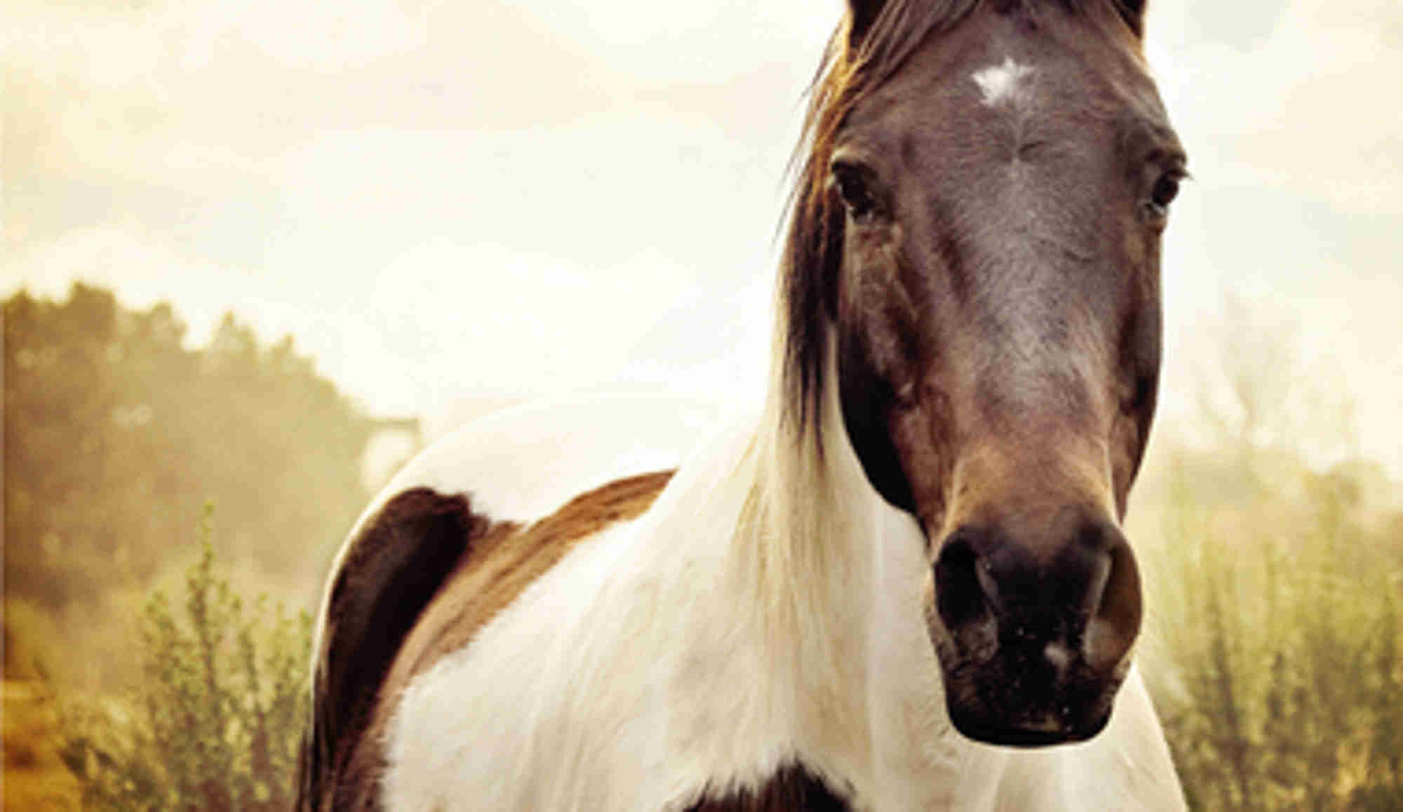 Horse adestra size - Shutterstock - STD.jpg