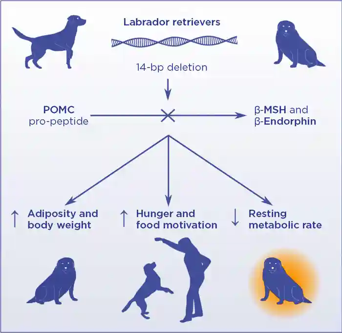 A 14-bp deletion in the POMC gene in Labrador retrievers prevents the production of β-MSH and β-endorphin. This genetic variant is associated with increased adiposity, higher food motivation and decreased resting metabolic rate. POMC, pro-opiomelanocortin; MSH, melanocyte-stimulating hormone. Reproduced with adaptation under CC BY 4.0 licence from Raffan et al.3 &#169;The Authors 2016
