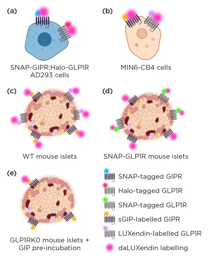 Figure 2. daLUXendins able to label GIPR and GLP1R when overexpressed &amp;amp; endogenously expressed. daLUXendin labels (pink) co-localised with labels for GIPR/SNAP-GIPR &amp;amp; GLP1R/Halo-GLP1R in (a) AD293 cells, (b) MIN6-CB4 cells (c) wild-type (WT) mouse islets. (d) daLUXendin labelled endogenously expressed GIPR &amp;amp; co-localised with SNAP-GLP1R in islets from the transgenic SNAP-GLP1R mice. (e) daLUXendin labels reduced by around 50% in islets from GLP1R ko mice &amp;amp; further by pre-incubation with excess GIP agonist.