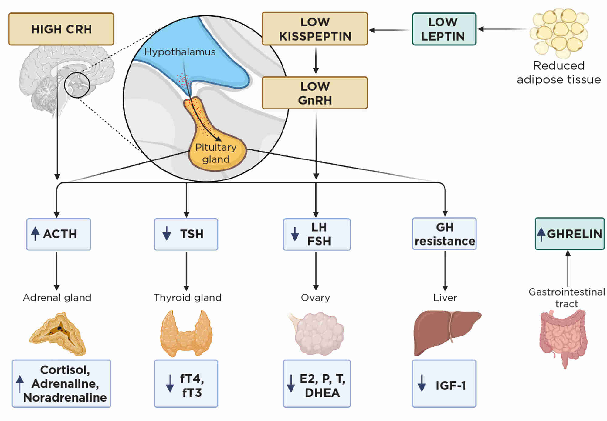 HORMONES FOR BONE HEALTH IN FUNCTIONAL HYPOTHALAMIC AMENORRHOEA