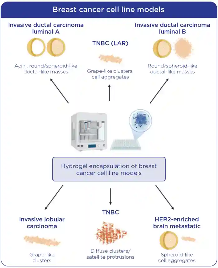 Schema illustrating the various structures formed by breast cancer cell line subtypes when bioprinted in 3D hydrogel. LAR, luminal androgen receptor-positive; TNBC, triple-negative breast cancer. Created with BioRender