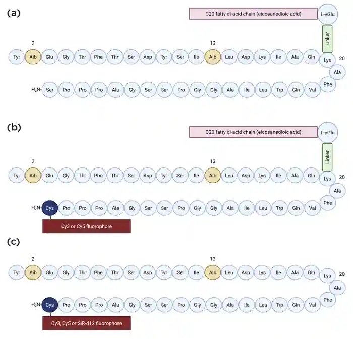 Figure 1. The chemical structures of (a) tirzepatide, (b) acylated daLUXendins544+/660+ and (c) non-acylated daLUXendin544/660/651-d12. The daLUXendin molecule is a mutant of tirzepatide, with a substitution of serine for cysteine at position 39 to allow for fluorophore conjugation, which can only be achieved with a C-terminal reactive amino acid such as cysteine. Images created using BioRender.com