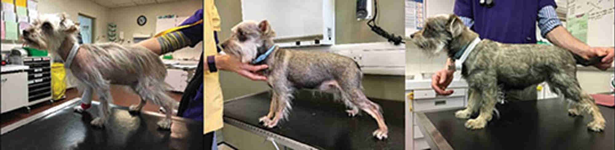 miniature schnauzer with an ACTH-secreting pituitary tumour, before and after treatment