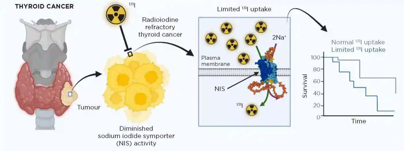Figure 1. NIS activity is compromised by diminished expression and mislocalisation away from the plasma membrane, which contributes to the failure of 131I as a therapeutic strategy and poor survival rates, particularly in aggressive and metastatic disease. NIS structure reproduced from the AlphaFold Protein Structure Database under CC-BY 4.0 licence. &#169;EMBL-EBI and DeepMind Technologies Ltd 2022. Figure created using biorender.com.