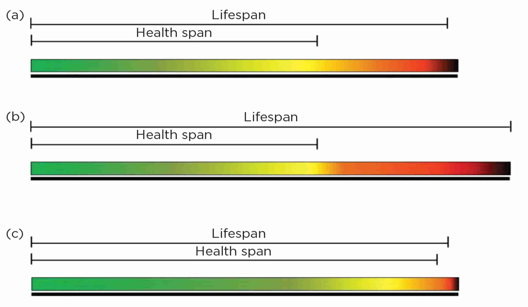 Figure 1. Differing approaches to treating populations of increasing age. Colours represent the relative health of an individual (green = good health ranging to dark brown = poor health). (a) The normal lifespan of an average person with reported years of poor health and disability. (b) A medical focus on lifespan extension only. (c) A medical focus on extension of health span only.10