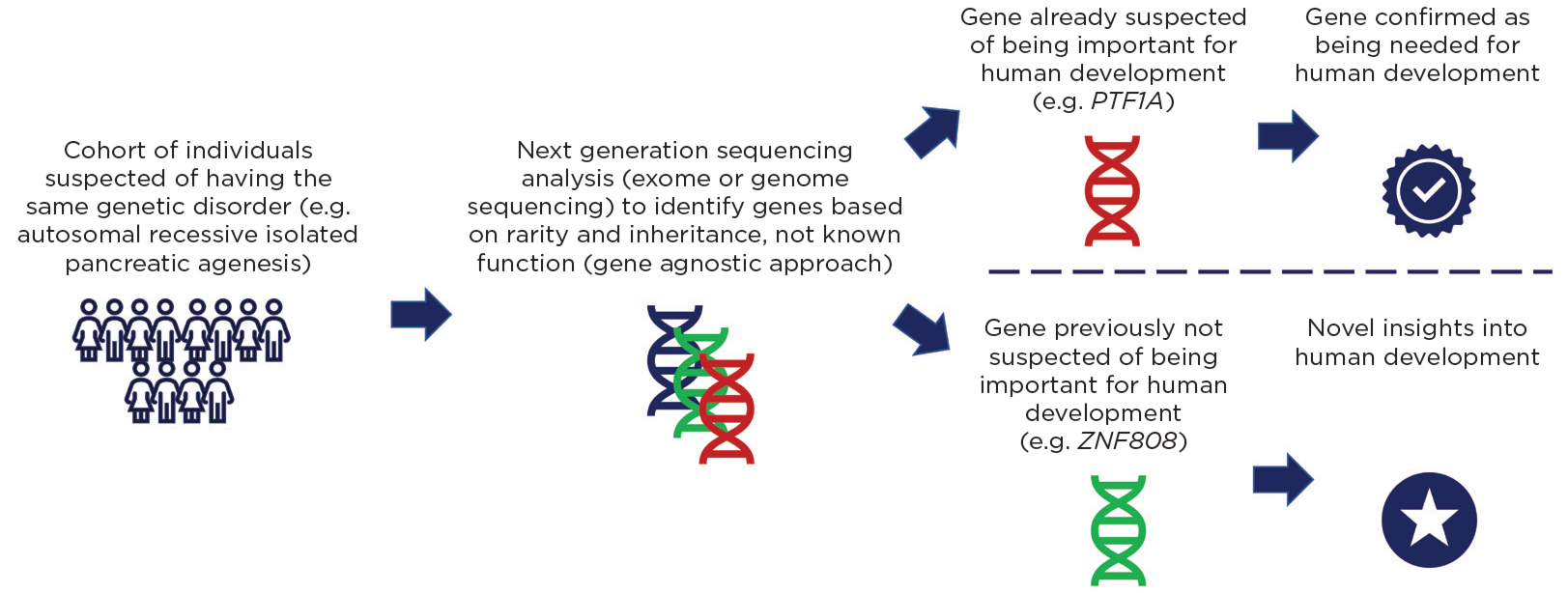 Figure. Genetic studies in individuals with rare diseases allows the identification of key regulators of human development.