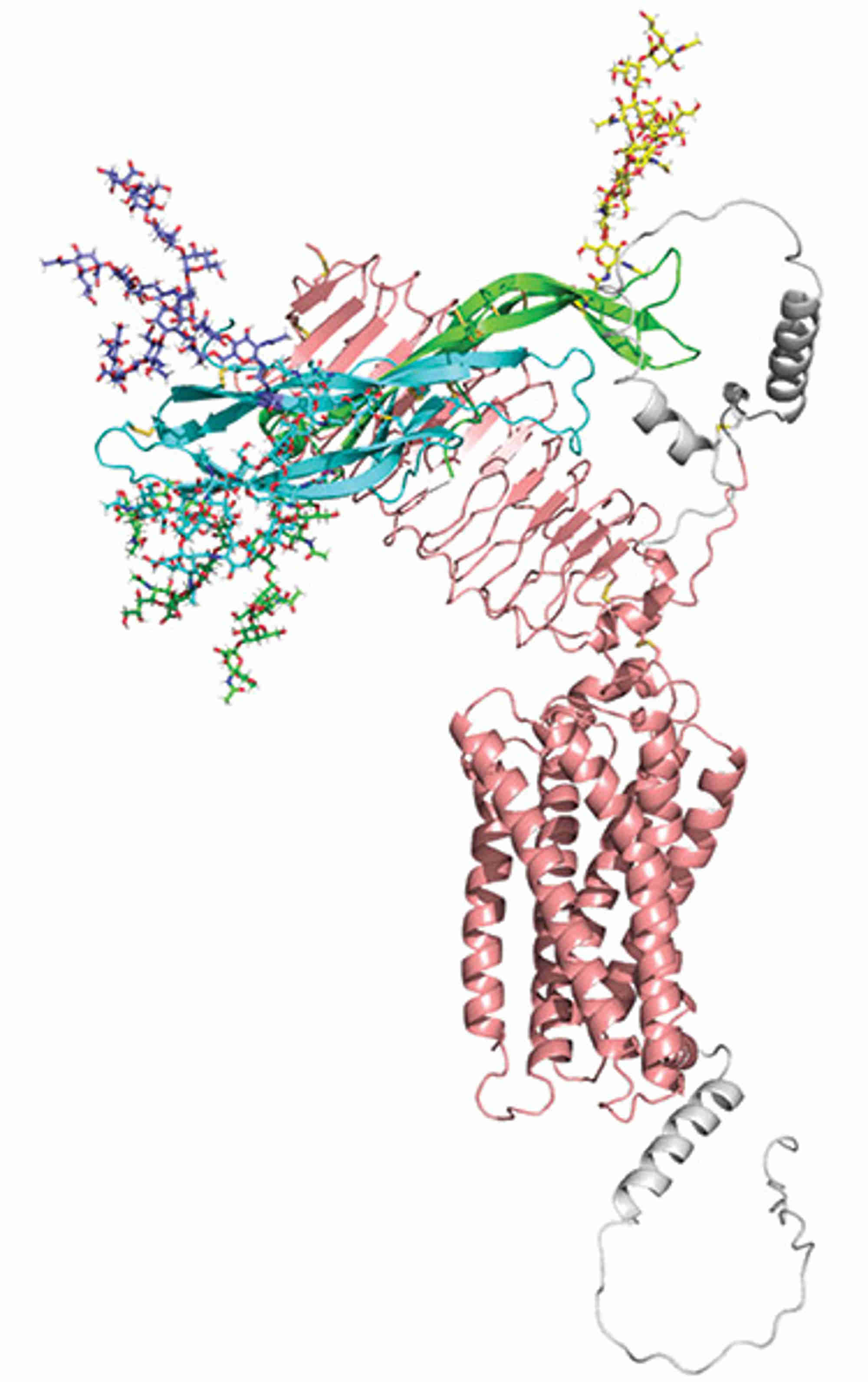 Figure. Fully glycosylated FSH model with the AlphaFold model of FSHR, illustrating relative sizes of FSH glycans and the hormone, and apparent lack of direct glycan contact with receptor. The AlphaFold model was used because some of the FSHR is missing in the structure. FSHα, green; FSHβ, cyan; FSHR, pink; residues missing from cryo-EM structures, grey. Glycan models were created in GLYCAM (www.glycam.org) and are shown as sticks. FSHα: Asn-52, green; Asn-78, yellow. FSHβ: Asn-7, cyan; Asn-24, blue.