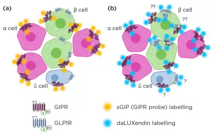 Figure 3. dSTORM imaging found (a) GIPR agonist probe sGIP engaged receptors into nanodomains - typically many more than the 3 receptors depicted in this simple schematic. (b) daLUXendin engaged more nanodomains. However, the number of receptors per nanodomain and size of nanodomains were the same. The presence of GLP1R on α and δ cells is unclear, as is whether the rise in nanodomain formation with daLUXendin is due to increased homotypic (GIPR–GIPR and GLP1R–GLP1R) or heterotypic (GIPR–GLP1R) interactions